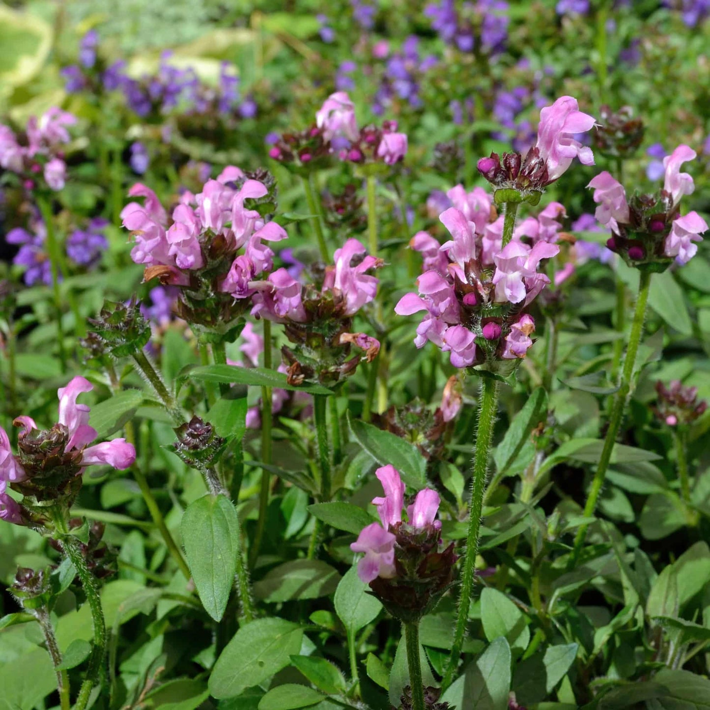 Prunella 'Pink Loveliness'