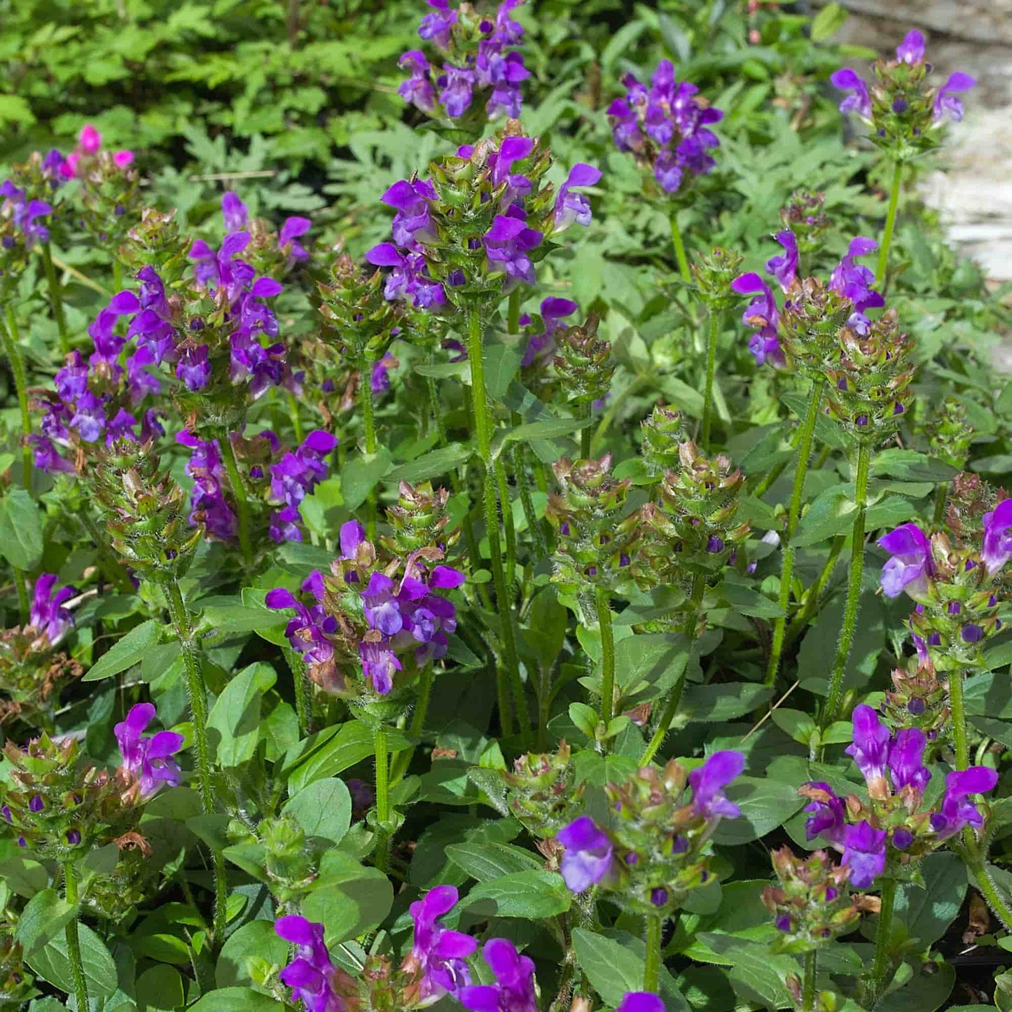 Prunella 'Purple Loveliness'