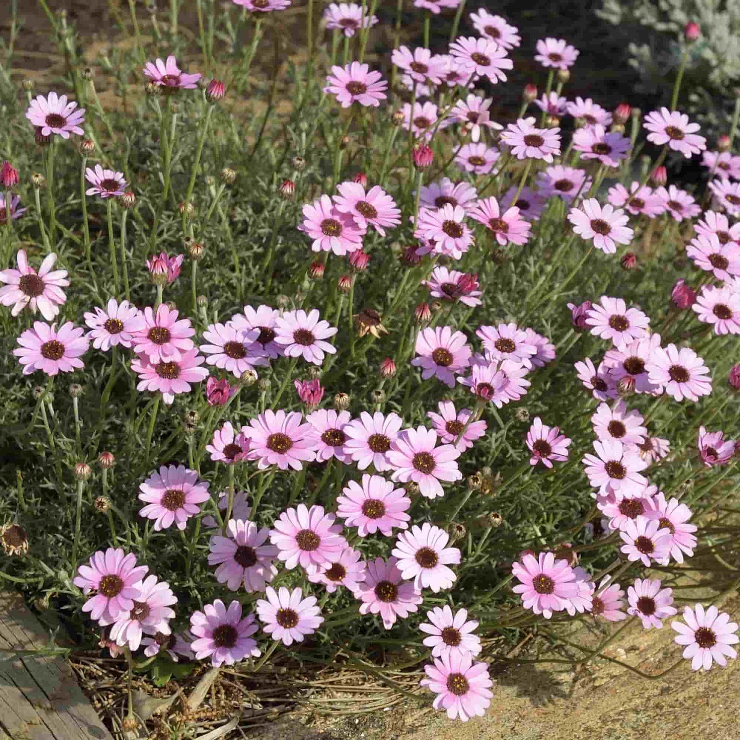 Rhodanthemum 'Pink African Eyes'