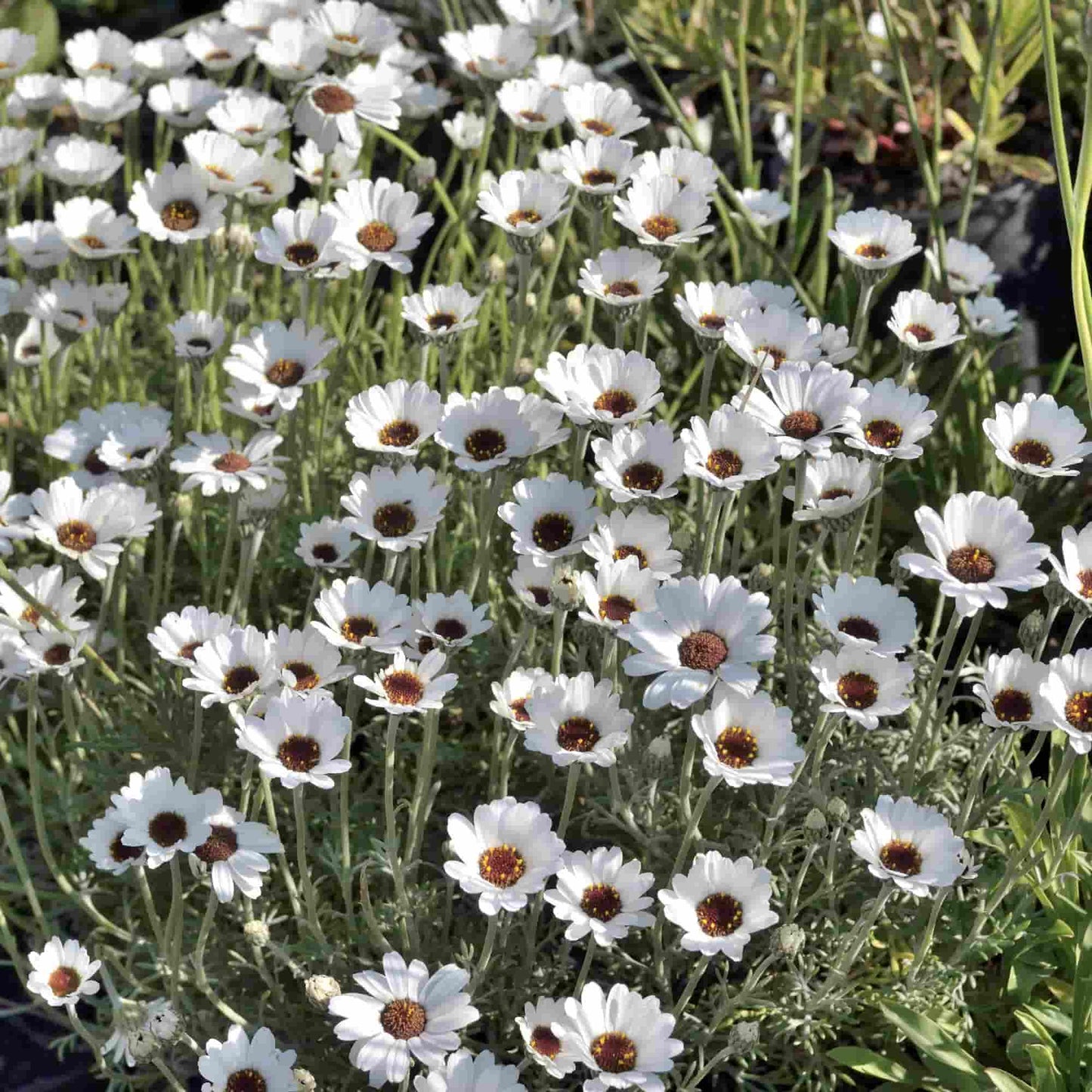 Rhodanthemum 'African Eyes'