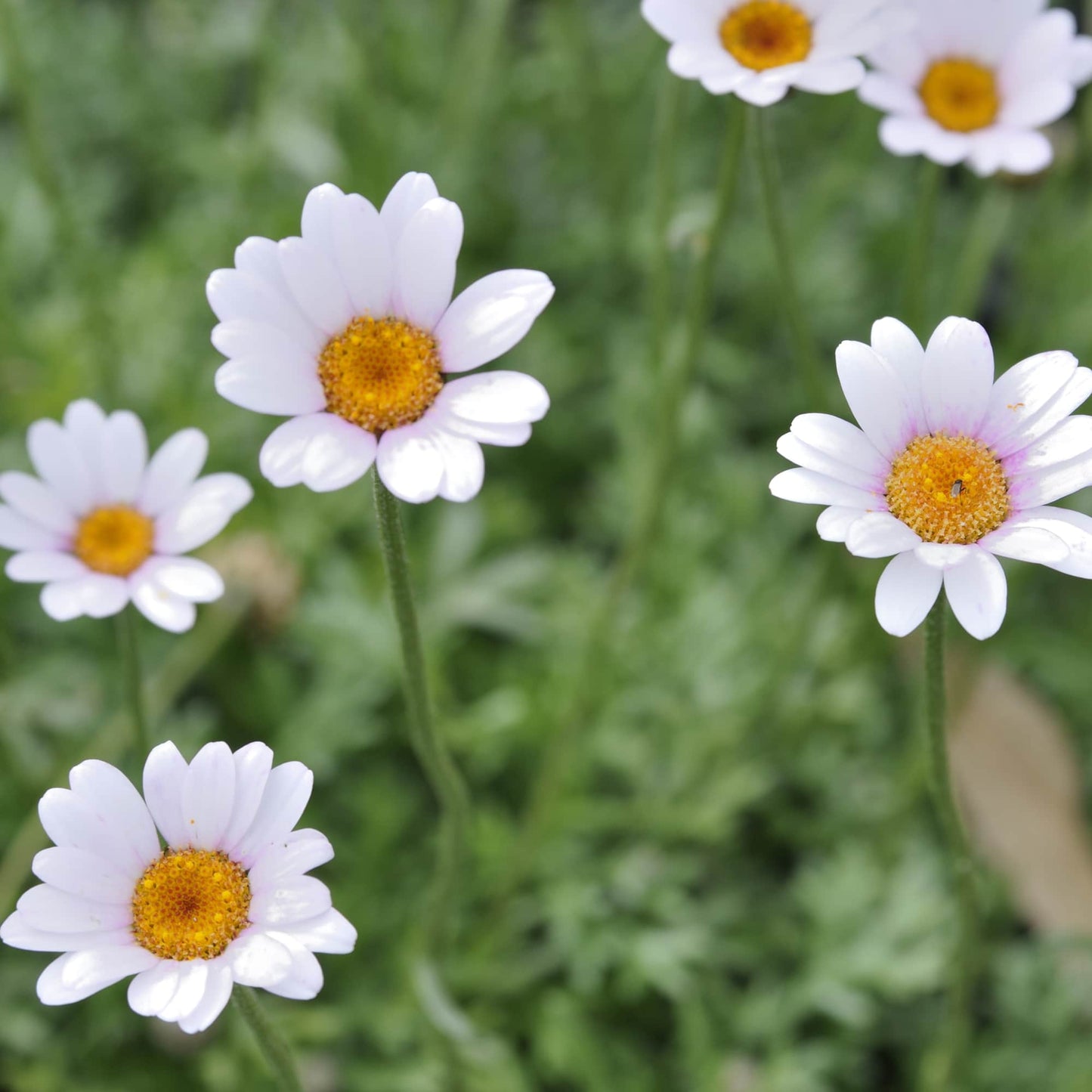 Rhodanthemum 'Springmount'