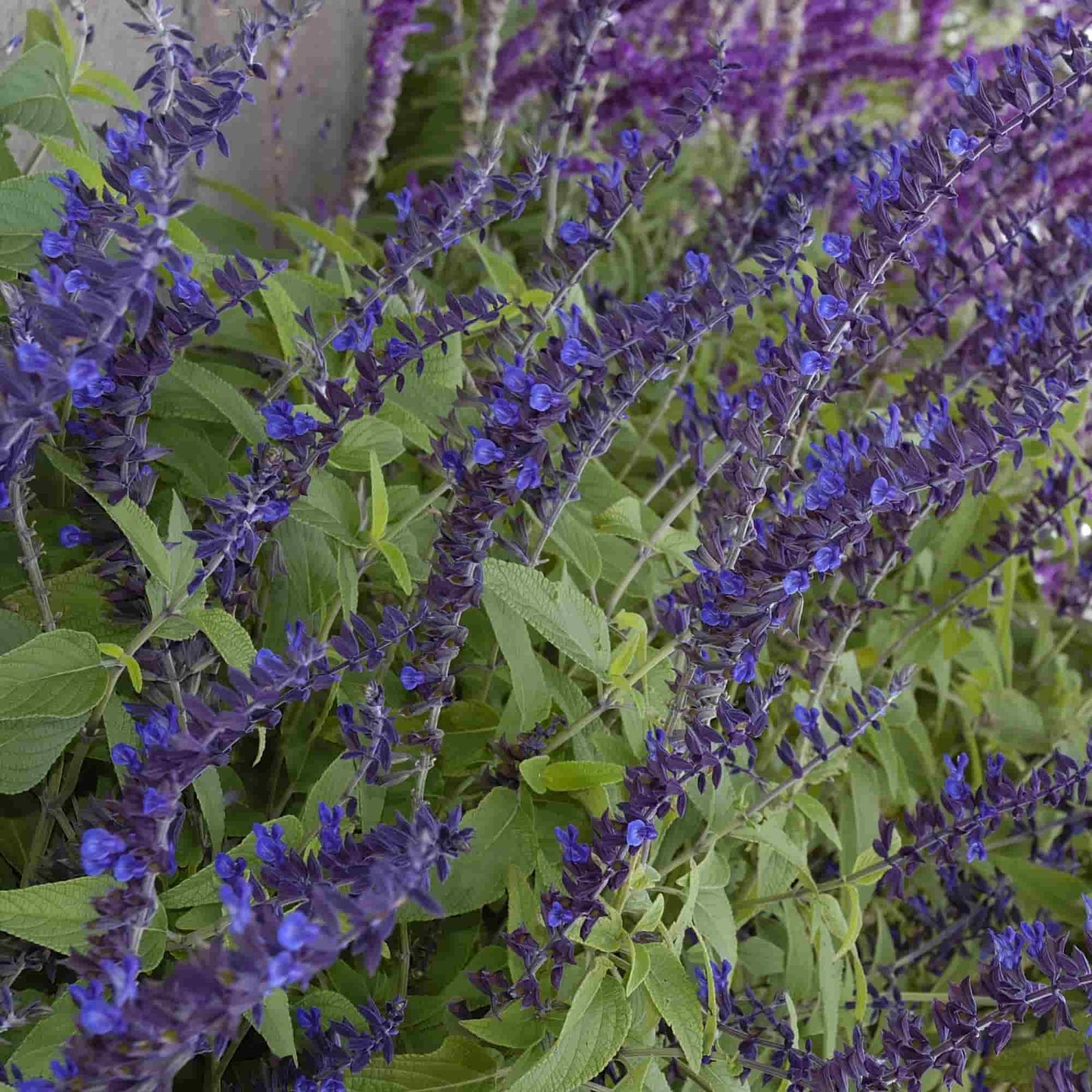 Salvia 'Anthony Parker'