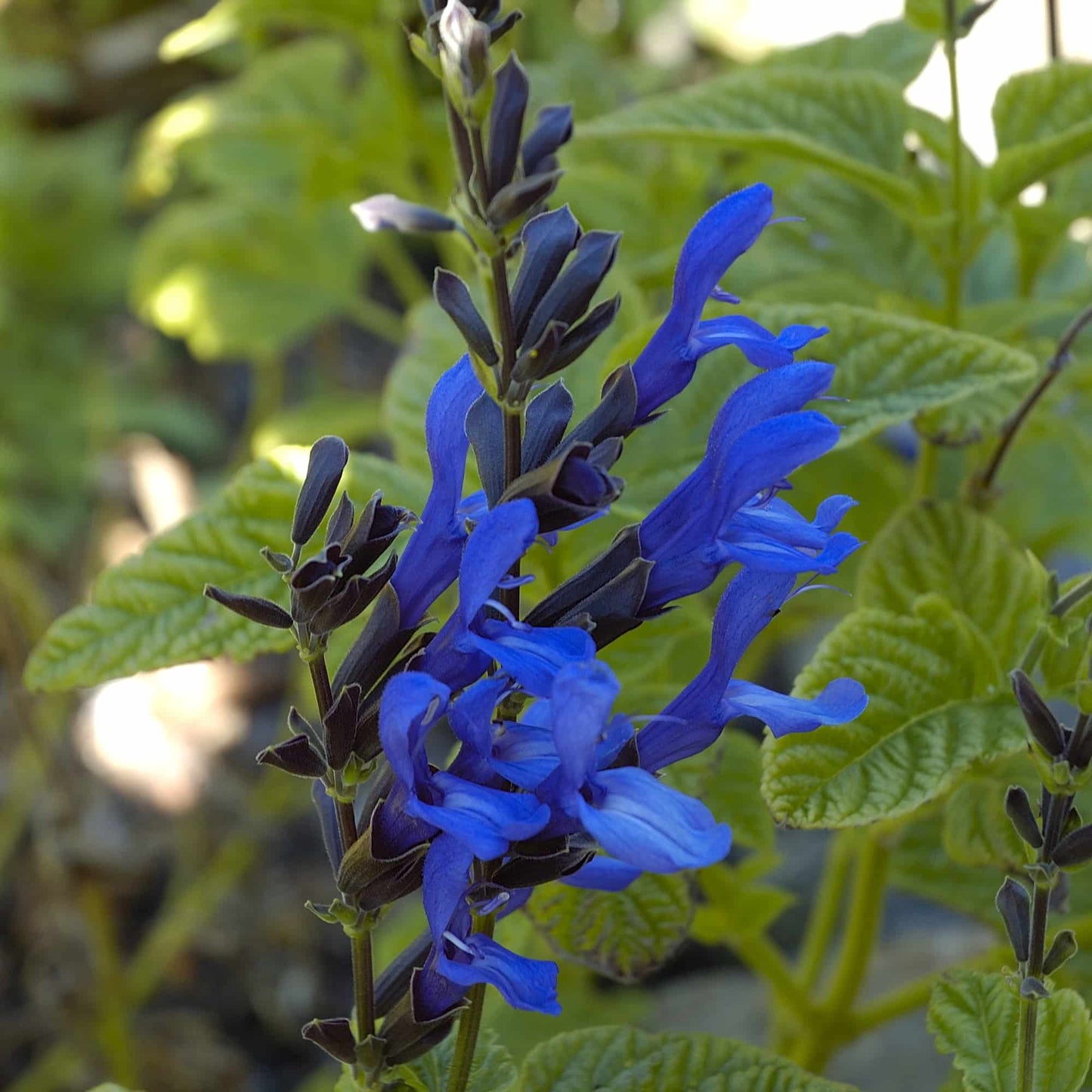 Salvia 'Black and blue'