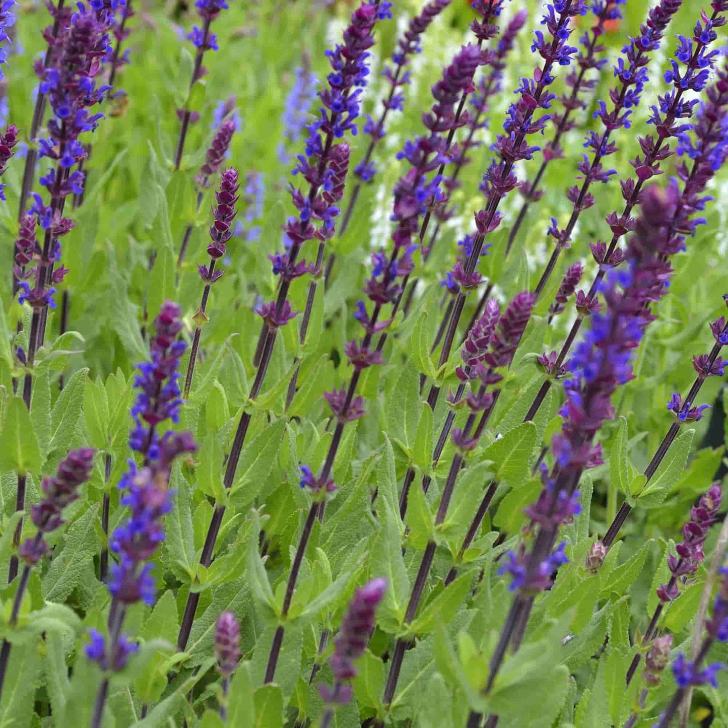 Salvia 'Carradonna'