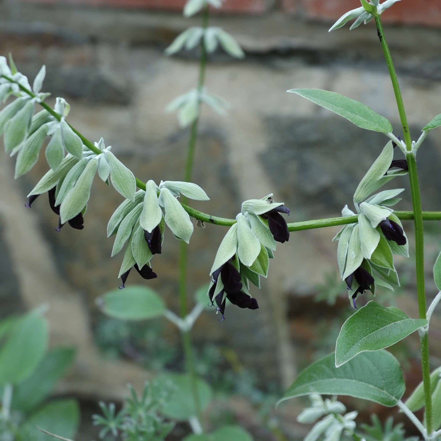 Salvia 'Discolor'