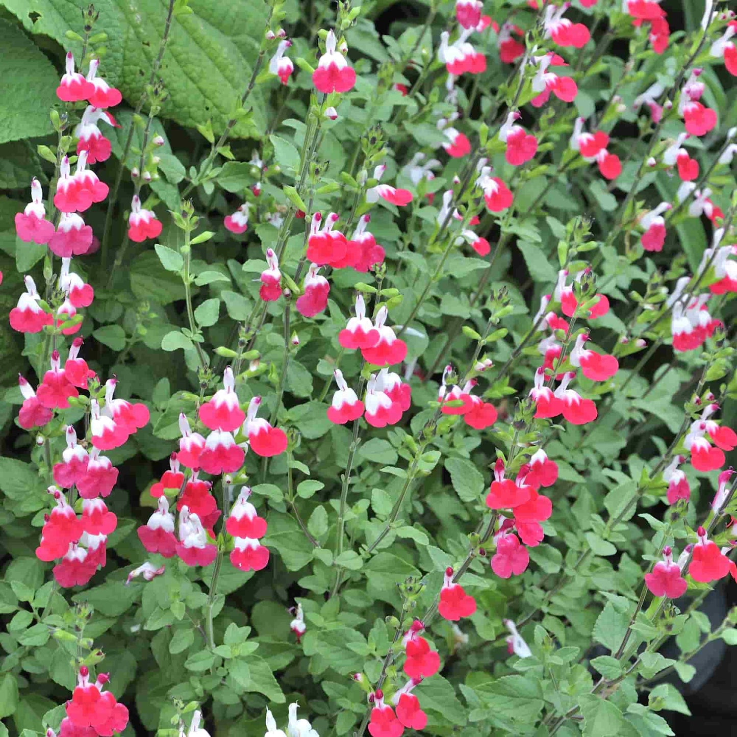 Salvia 'Hot Lips'