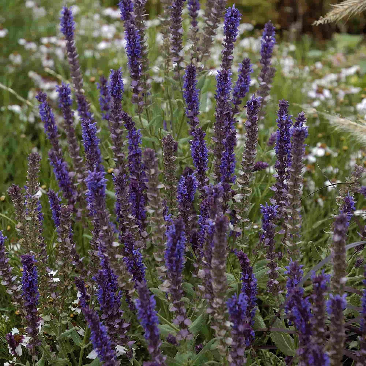 Salvia 'Kate Glenn'
