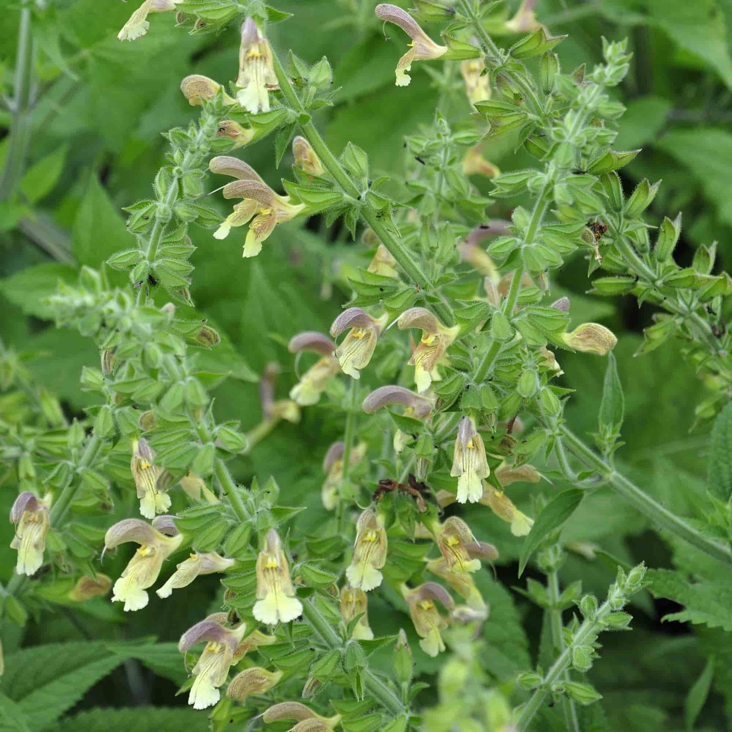 Salvia 'Koyamae'
