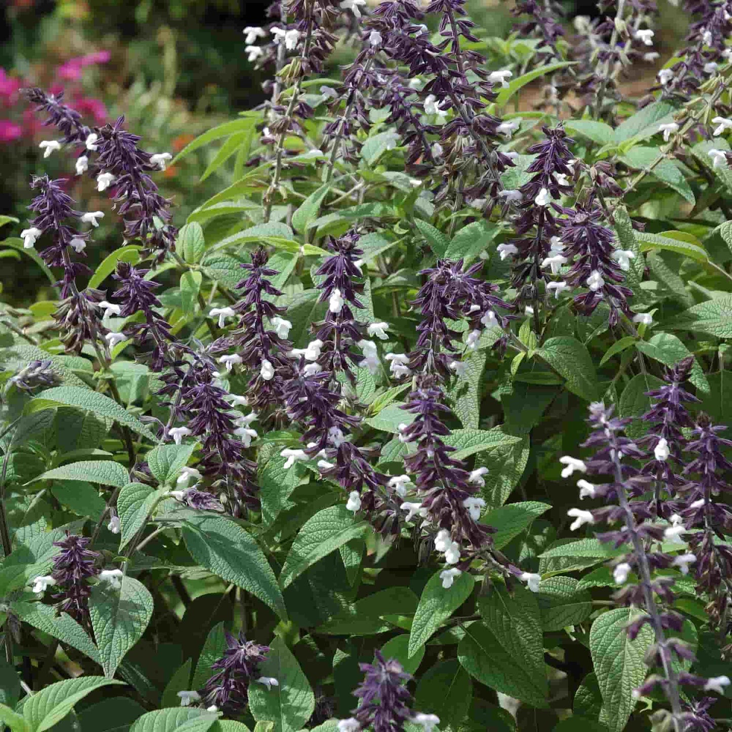Salvia 'Meighan's Magic'