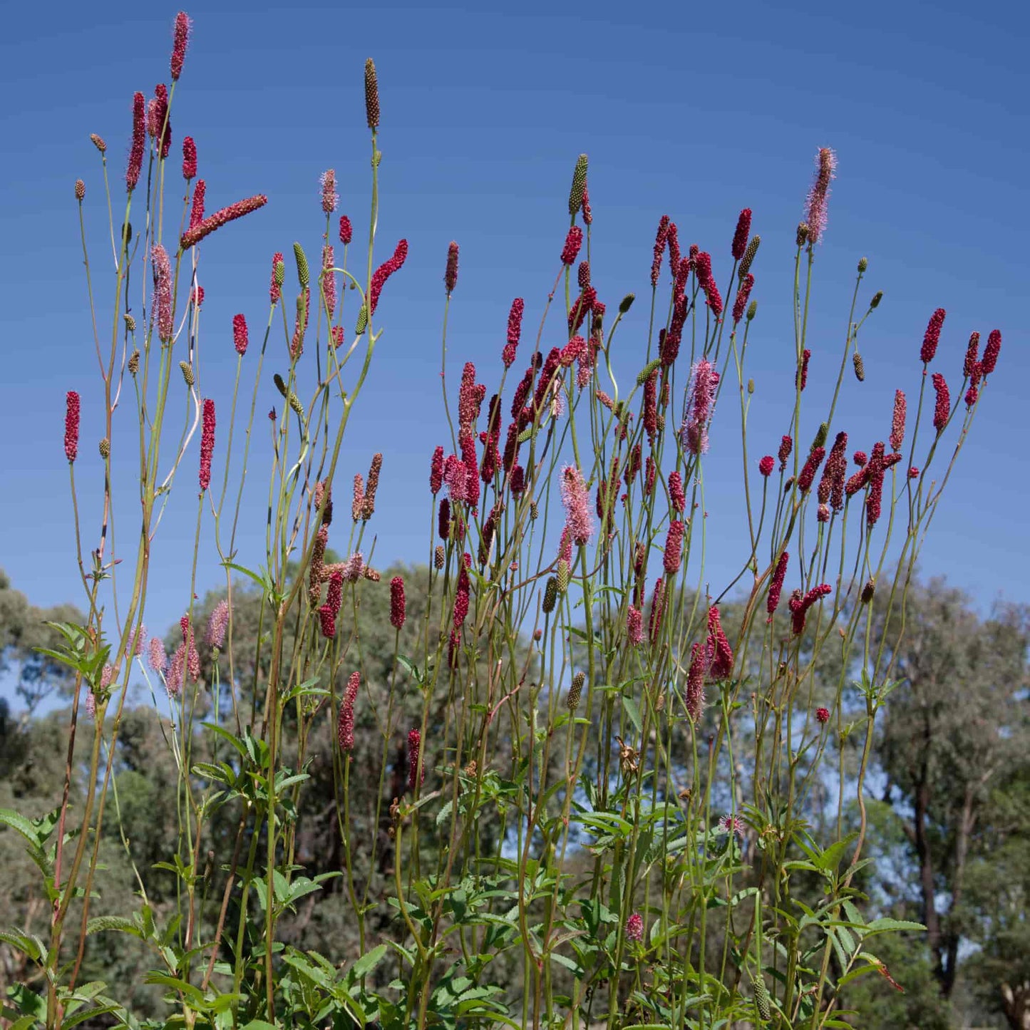 Sanguisorba 'Blackthorne'