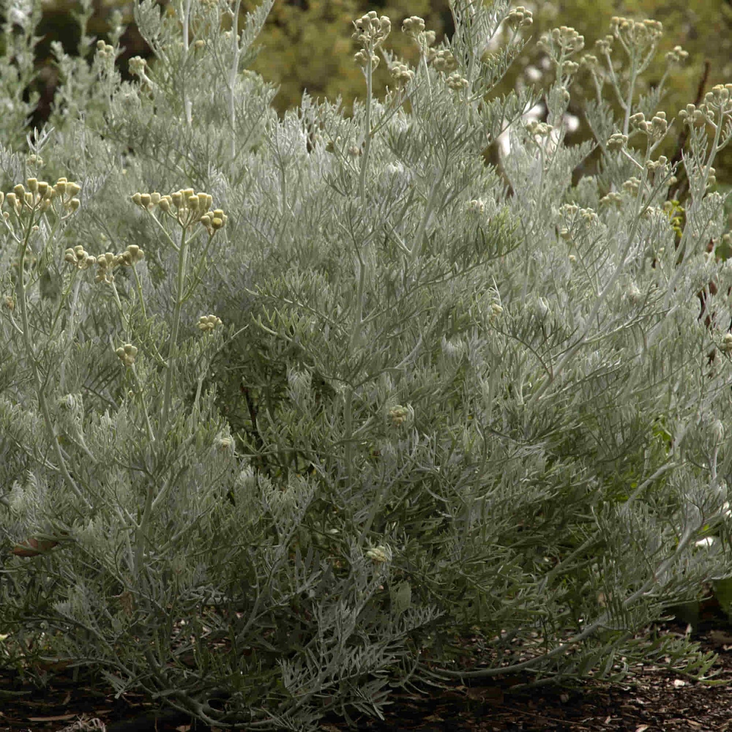 Senecio 'Vira Vira'