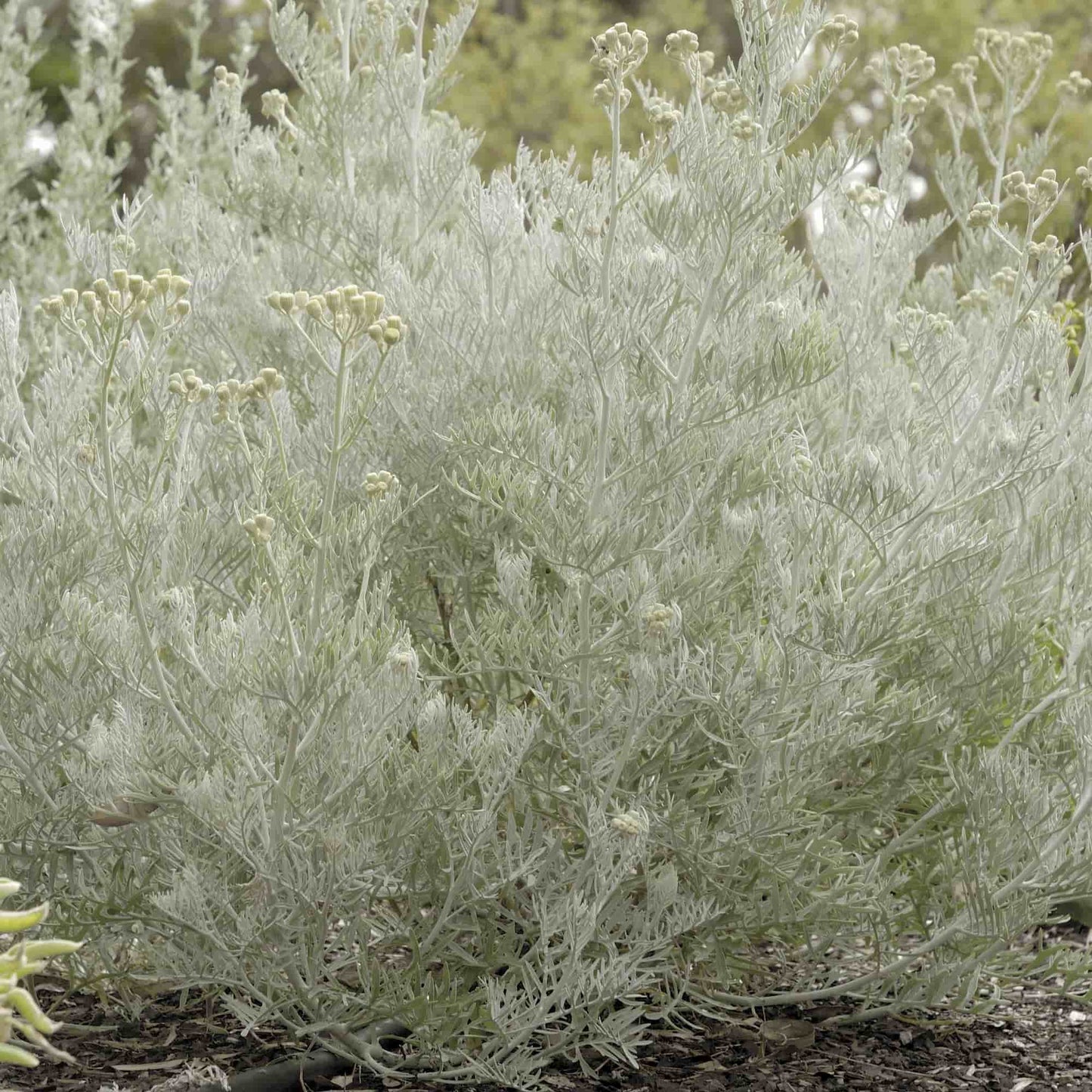 Senecio 'Vira Vira'