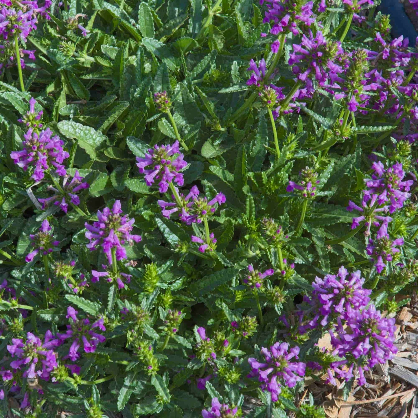 Stachys 'Nivea Rosea'