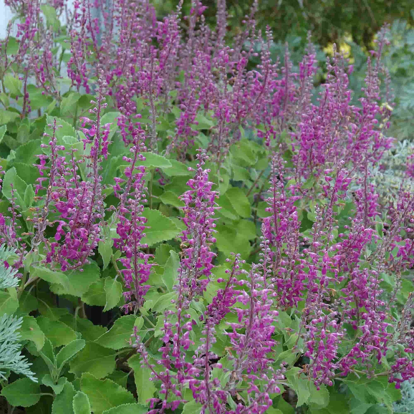 Teucrium - Betonicum
