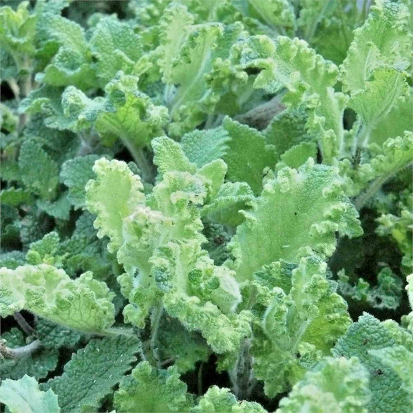 Teucrium 'Crispum Marginatum'