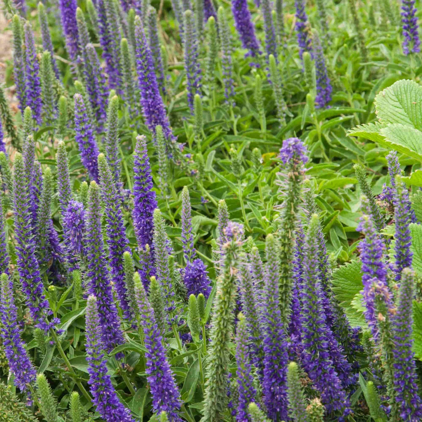 Veronica 'Oakbank Blue'