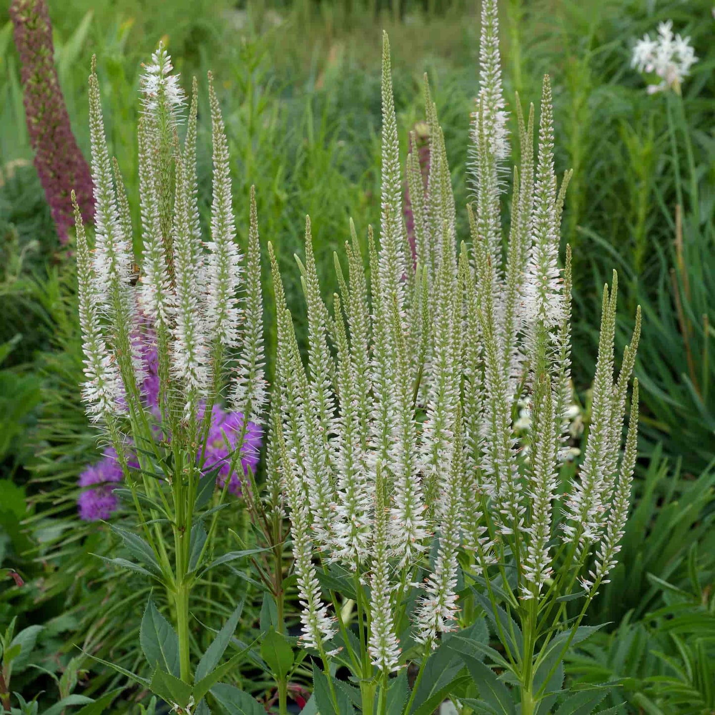 Sanguisorba 'Norgates White'