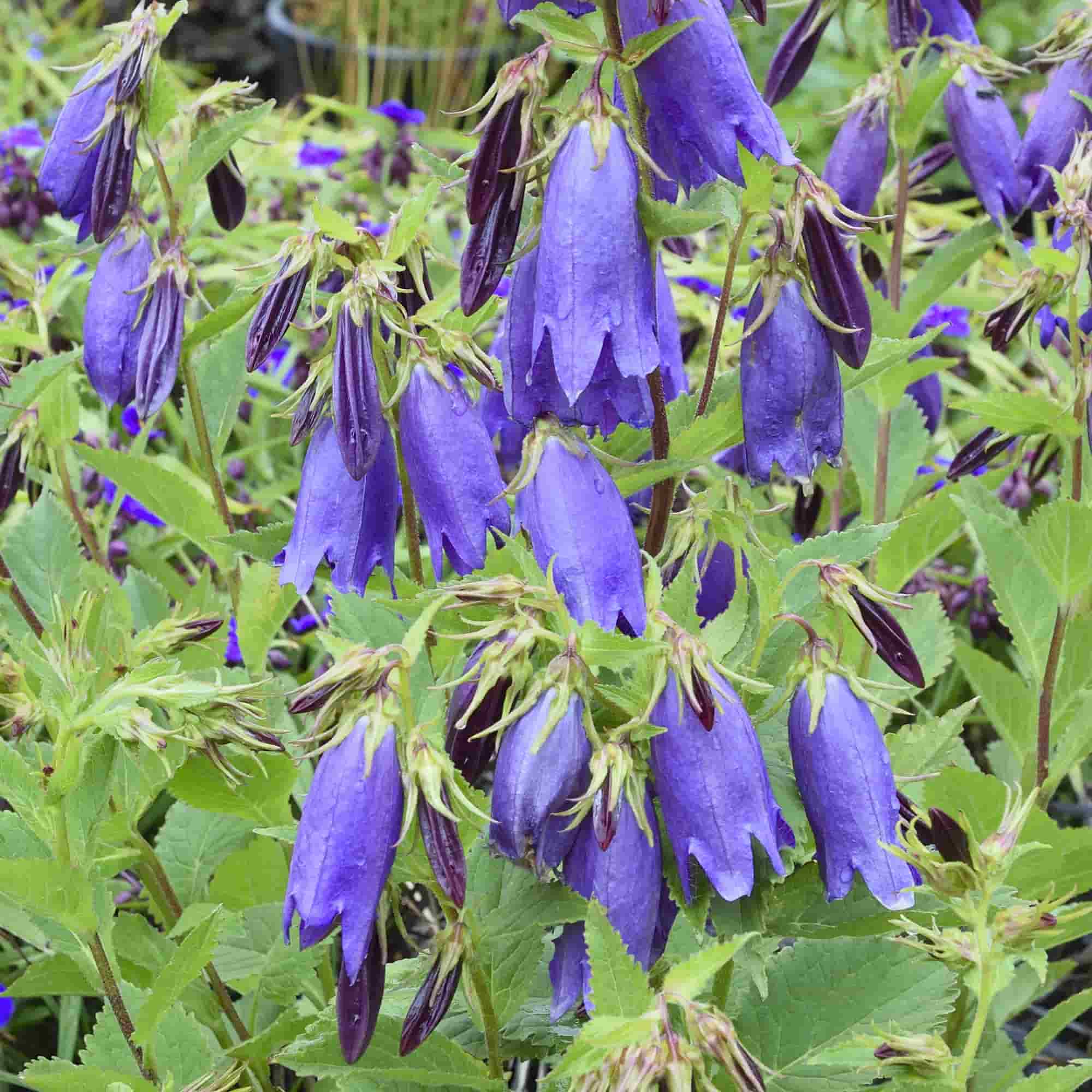 Campanula – Hills Perennials