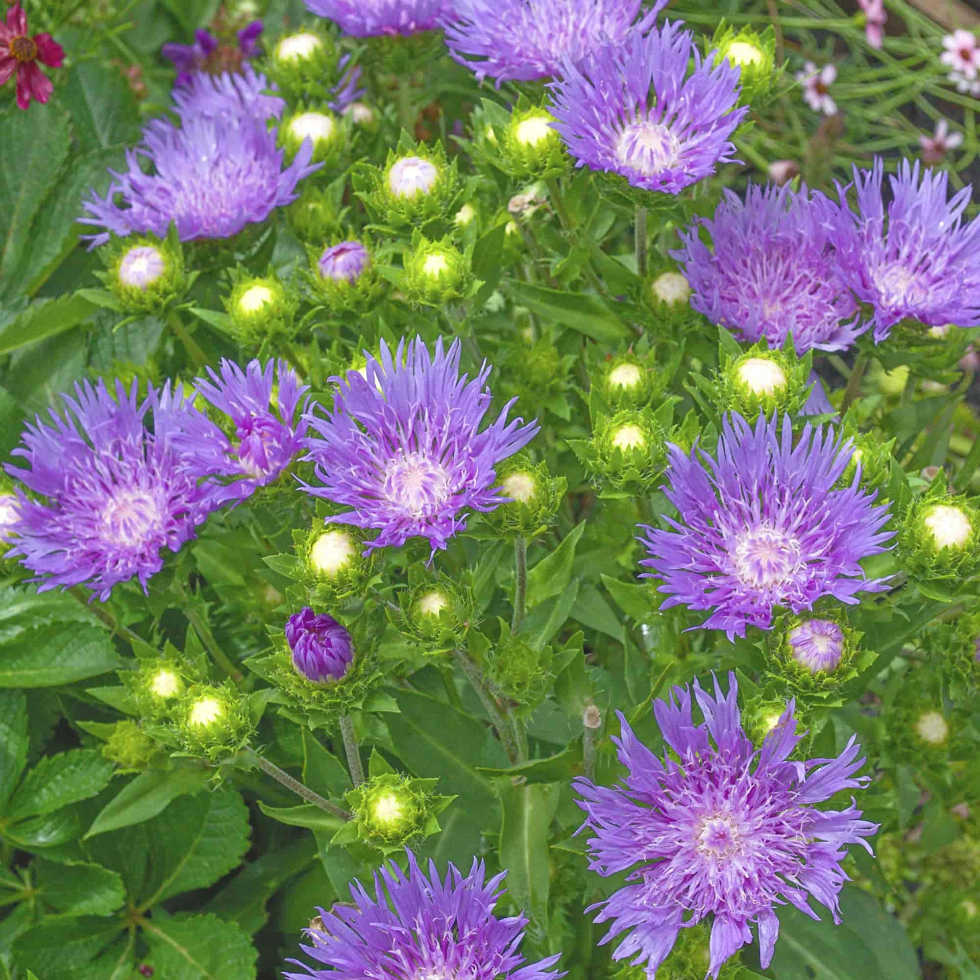 Stokesia – Hills Perennials