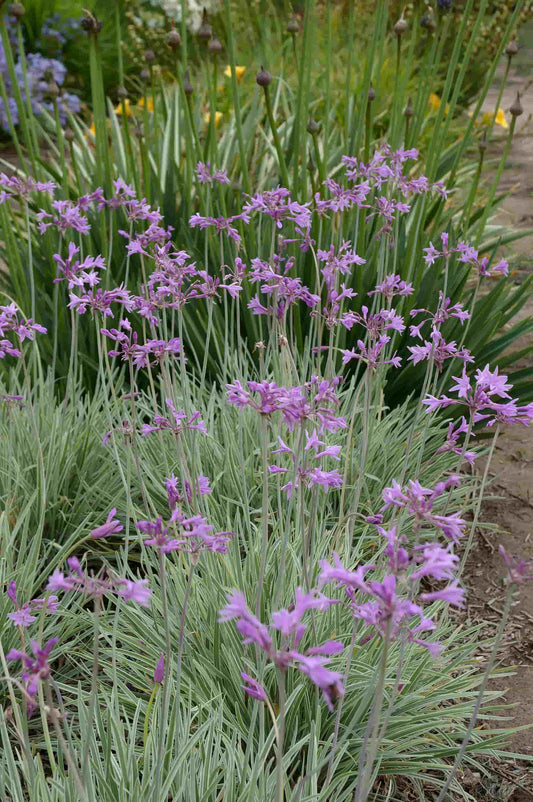 Tulbaghia variegata