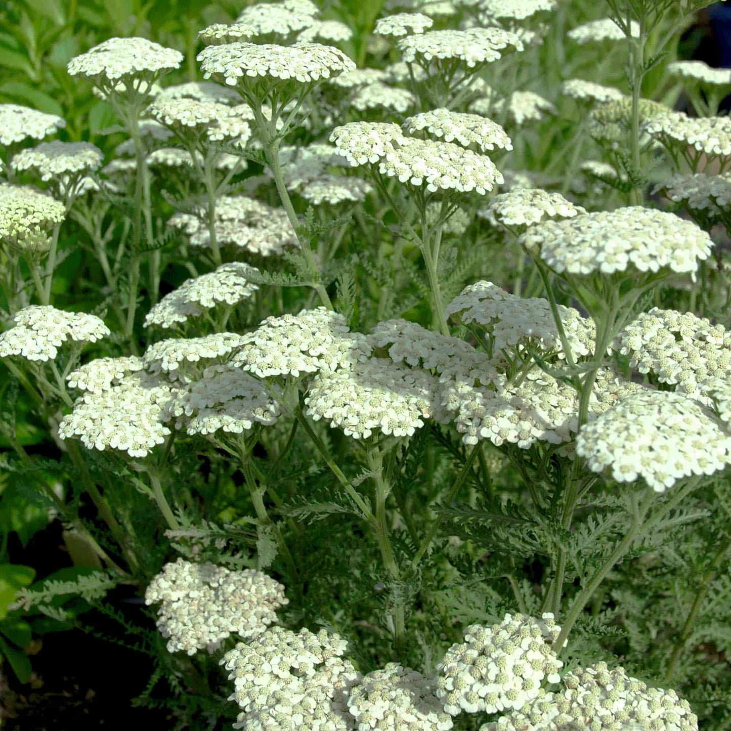 achillea-antarctica