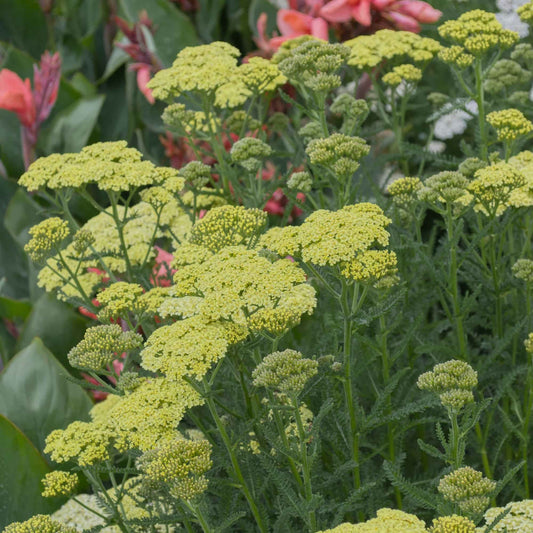 Achillea 'Hella Glashof'