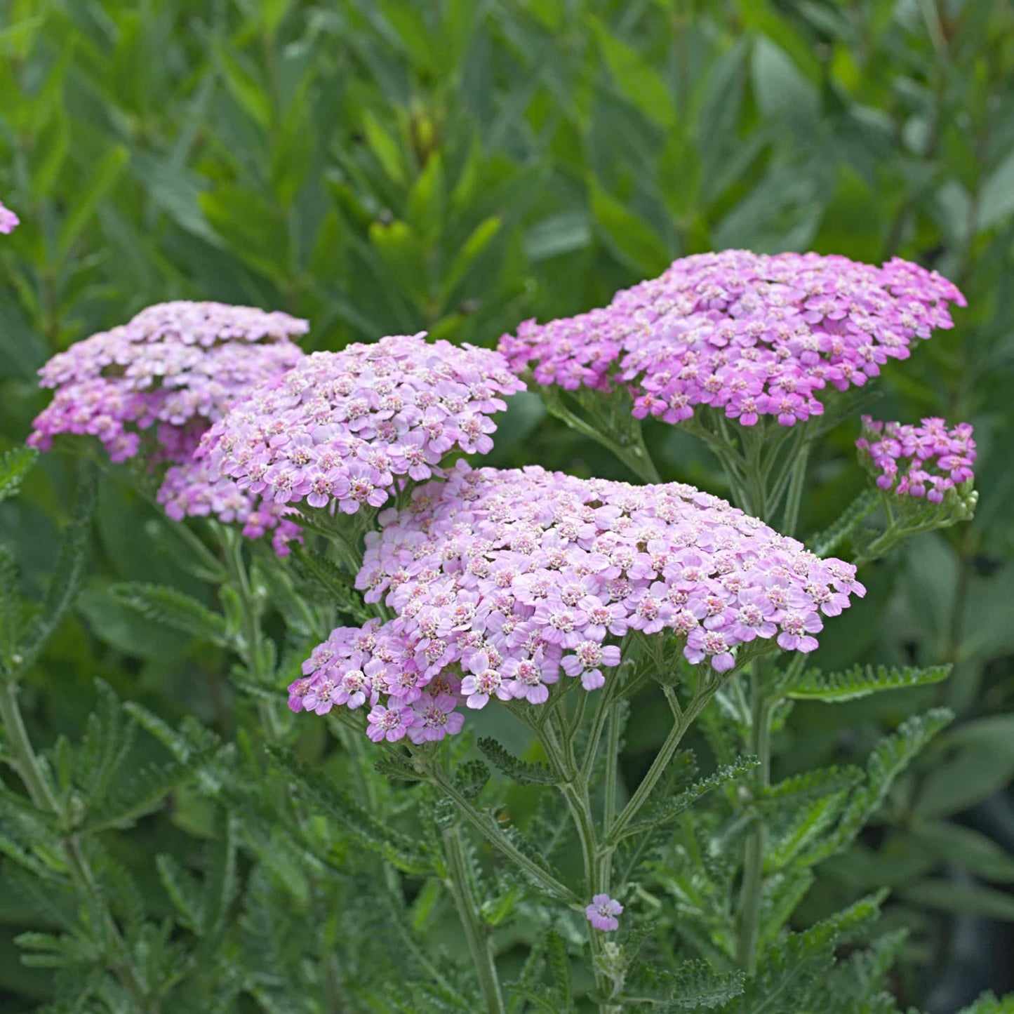 Achillea Lilac Beauty
