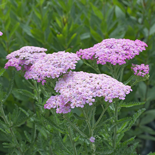 Achillea Lilac Beauty