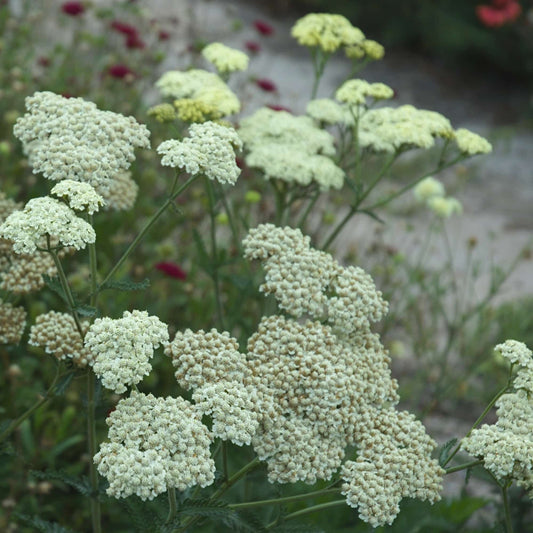 Achillea 'Mondpagode'