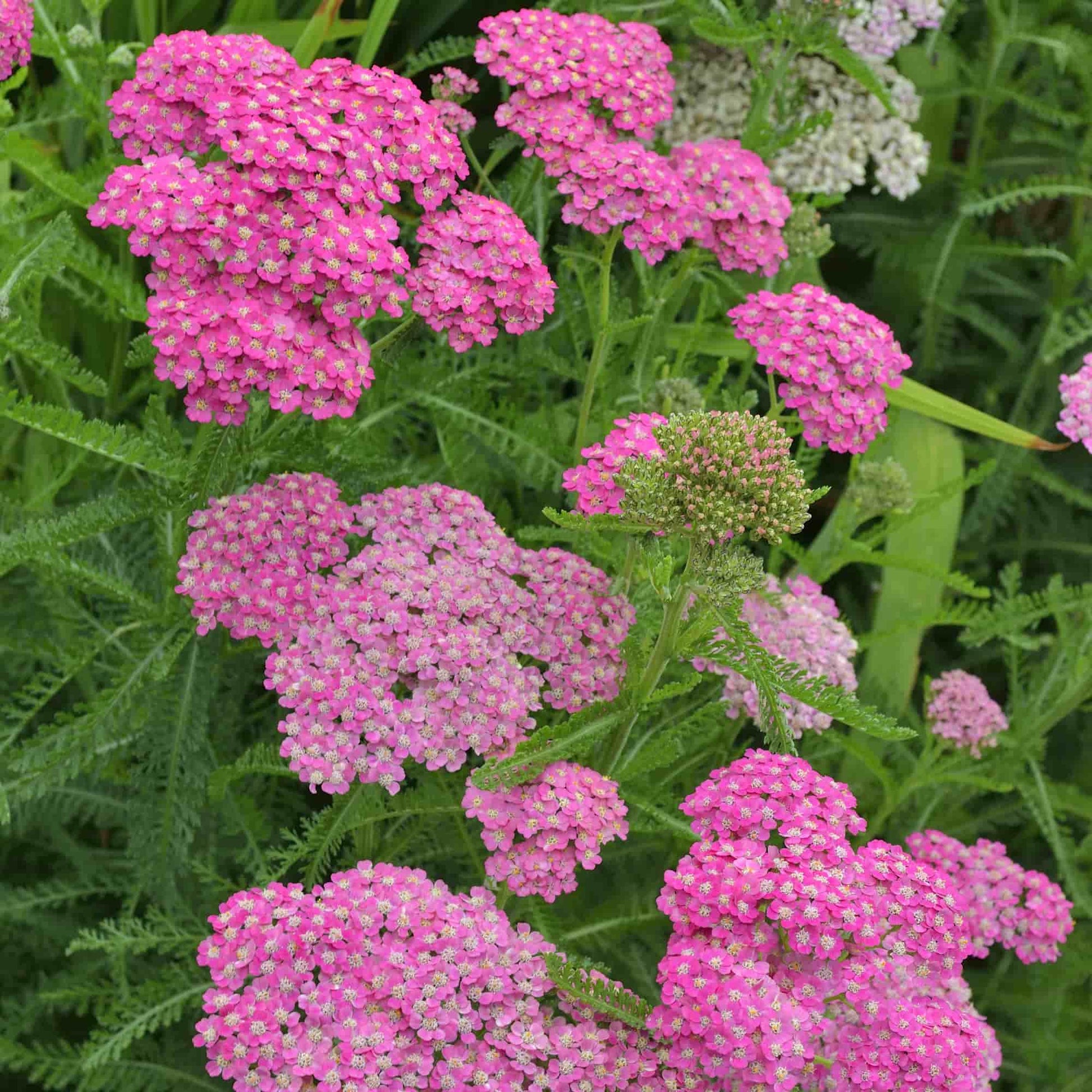 achillea-oakbank-pink