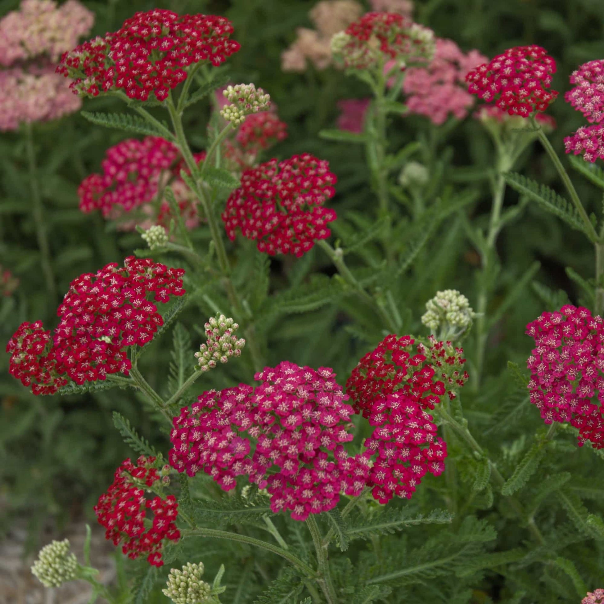 achillea-red-velvet