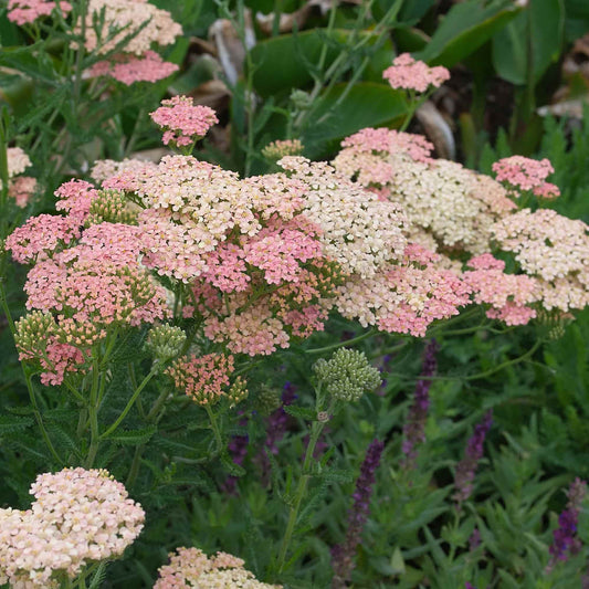 Achillea Salmon Beauty