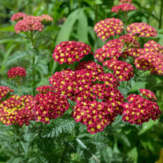 achillea-strawberry-seduction