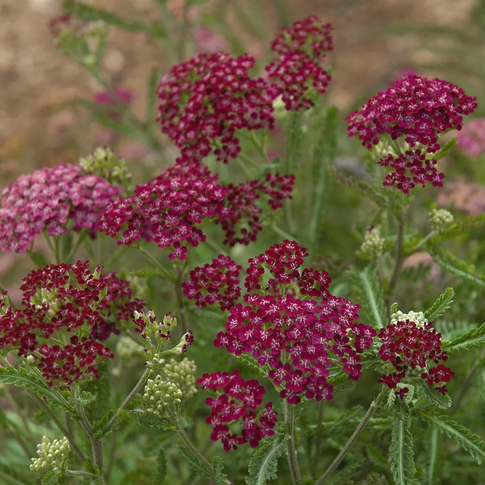 achillea-summer-wine