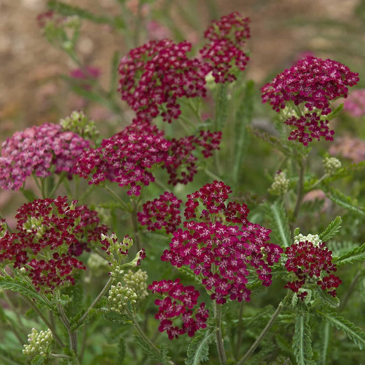 achillea-summer-wine