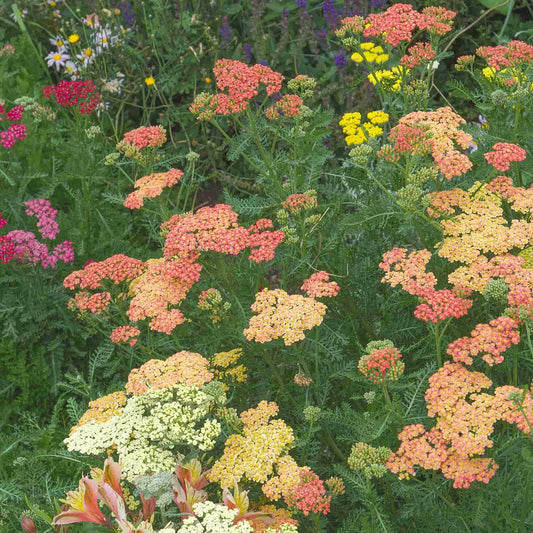 achillea-walther-funcke