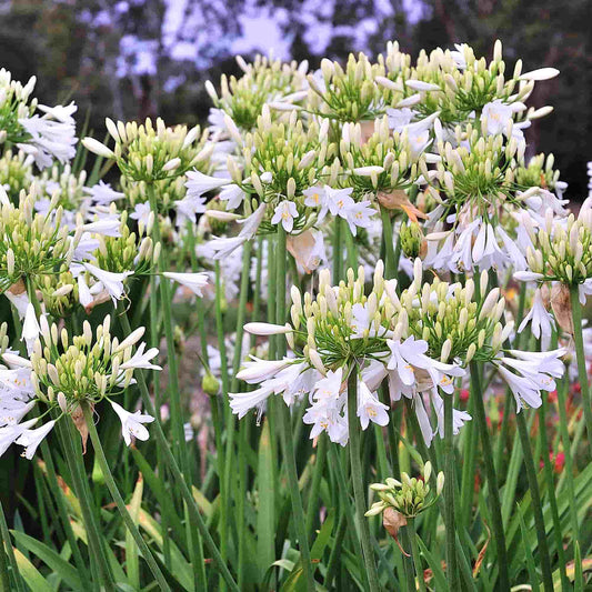 agapanthus-bressingham-blue