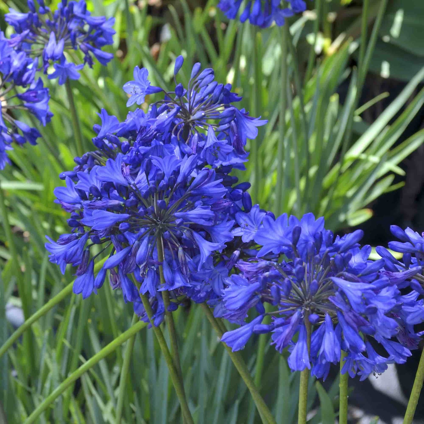 agapanthus-isis