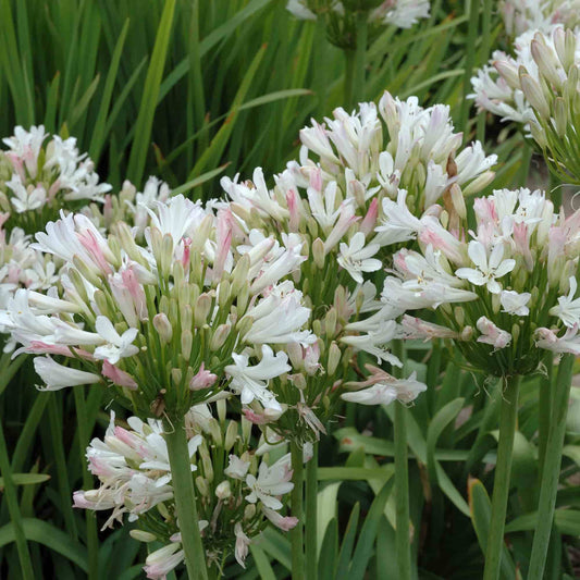 agapanthus-roseus