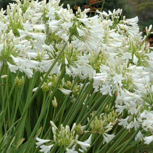 agapanthus-snow-goose