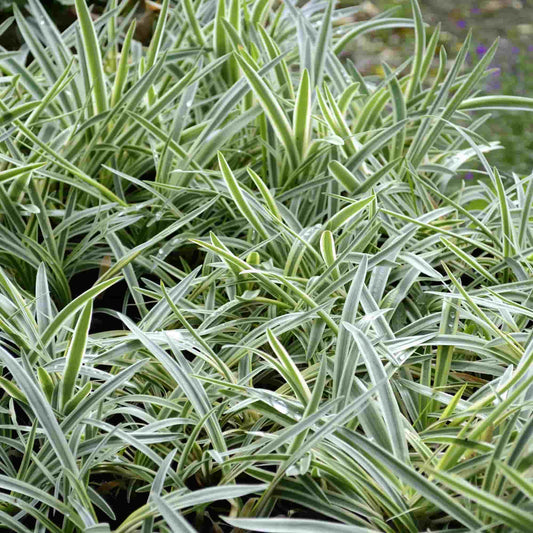 agapanthus-tinkerbell