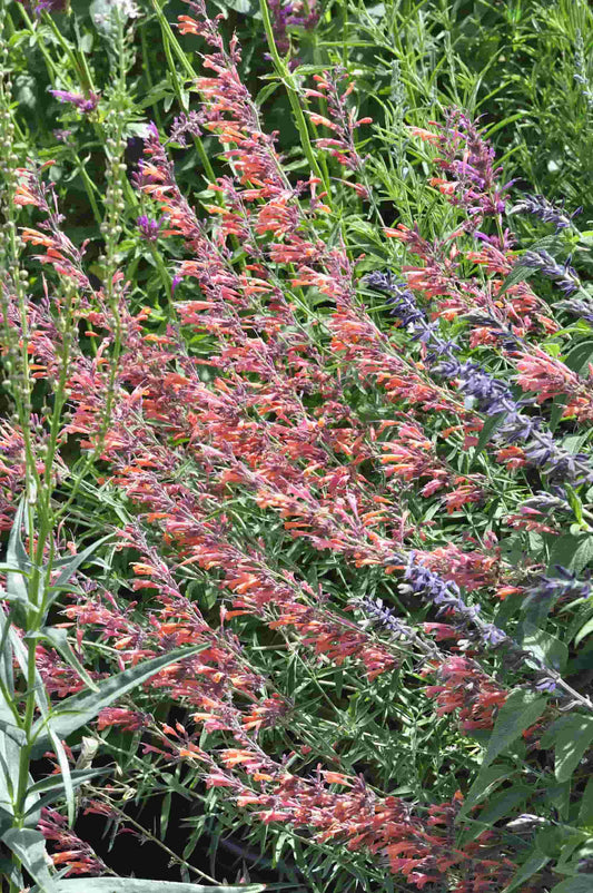 Agastache aurantiaca