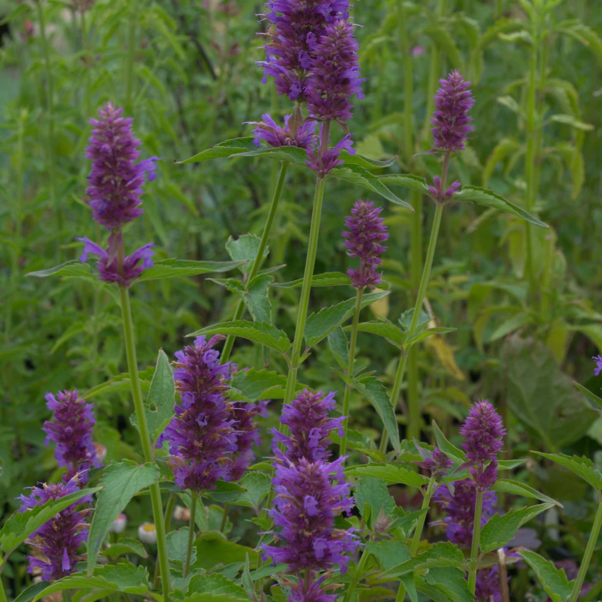 agastache-blue-boa