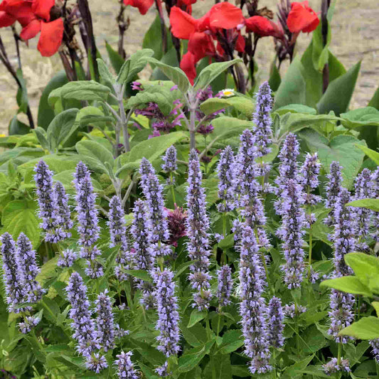 agastache-blue-fortune