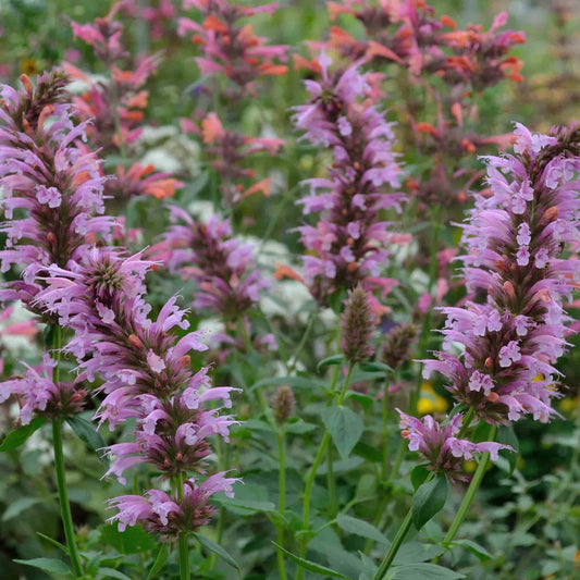 agastache-candy-pink