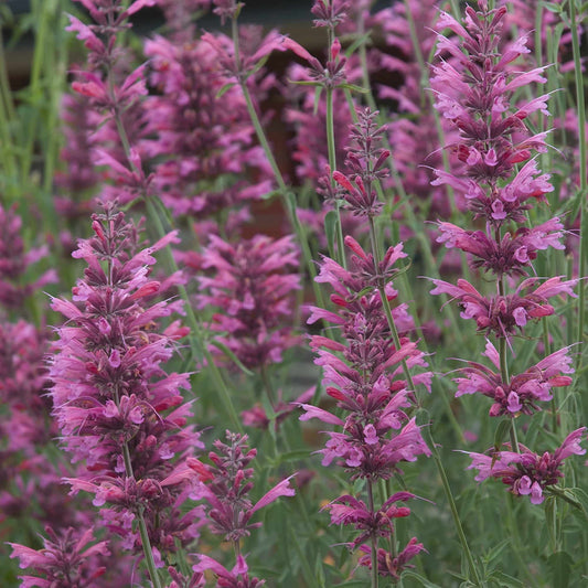 agastache-sweet-lili