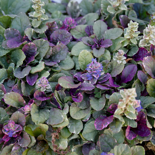 Ajuga 'Burgundy Lace'