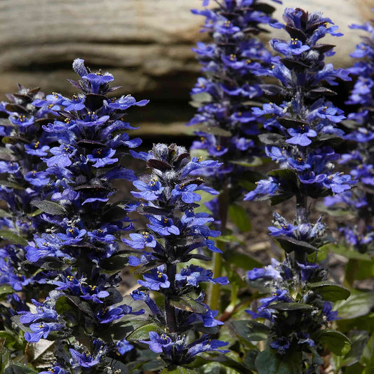Ajuga 'Catlins Giant'