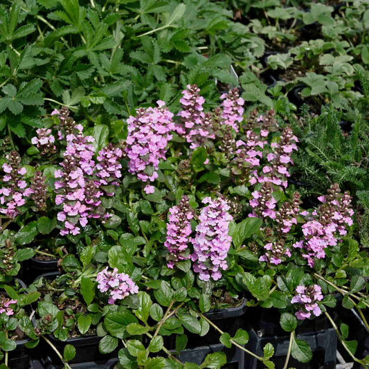 Ajuga pink