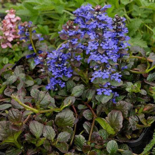 Ajuga purpurea